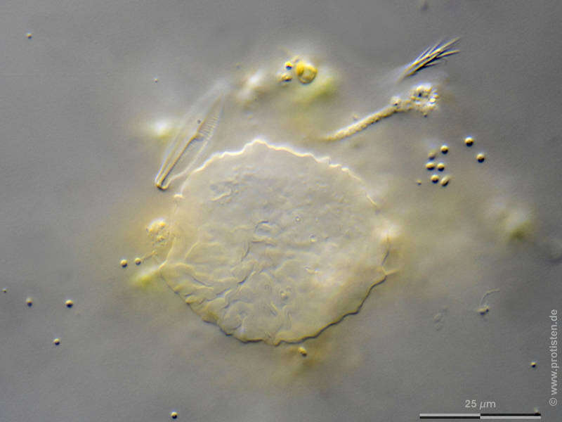 Image of Vannella simplex