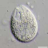 Imagem de Tetrahymena pyriformis