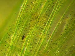 Image of Glaucosphaera