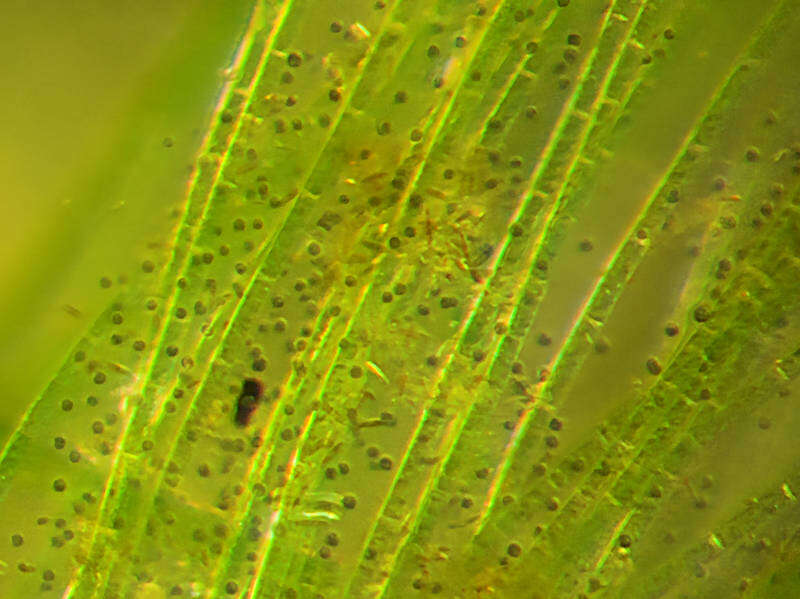 Image of Glaucosphaera