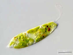 Image of Euglena gracilis