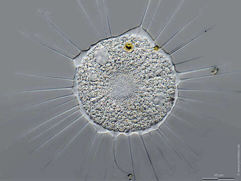 Image of Actinosphaerium eichhornii