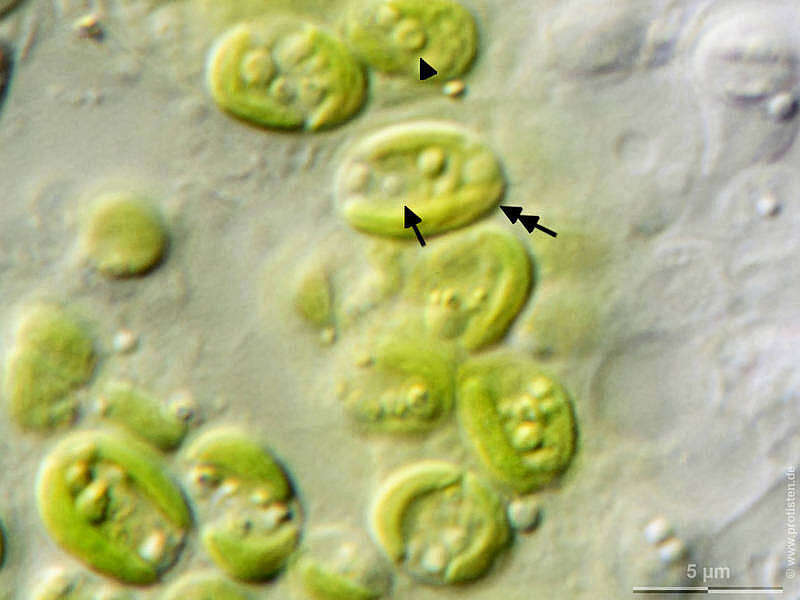 Image of Chlorella M. Beijerinck 1890