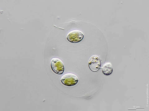 Image of Oocystis lacustris