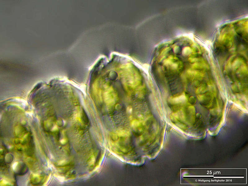 Image of Desmidium grevillei