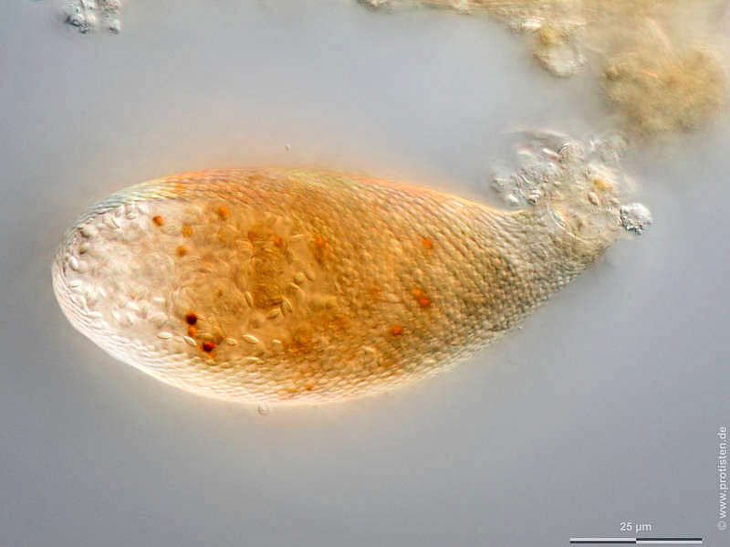 Image of Cyphoderia ampulla