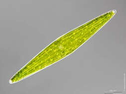 Image of Closterium lunula