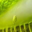 Image de Bicosoeca lacustris J. Clark