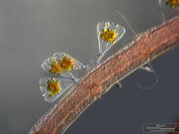 Image of Licmophora juergensii