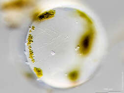 Imagem de Coscinodiscus concinnus