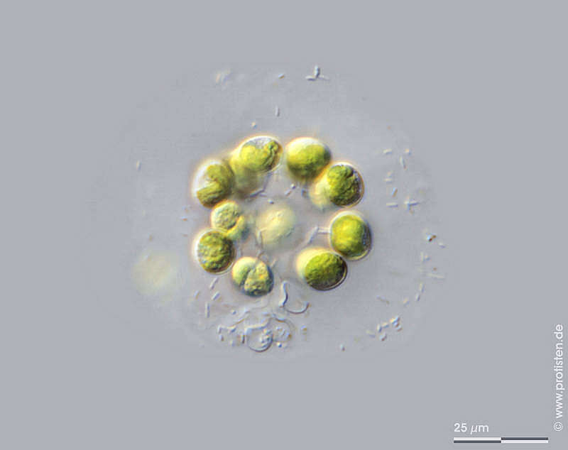 Image of Dictyosphaerium ehrenbergianum