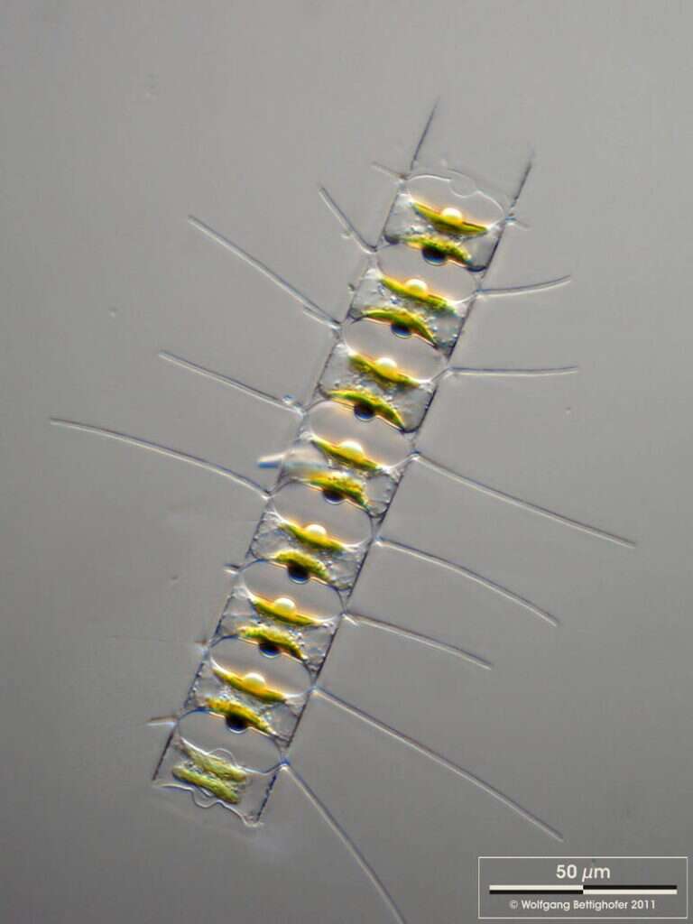 Image of Chaetoceros didymus