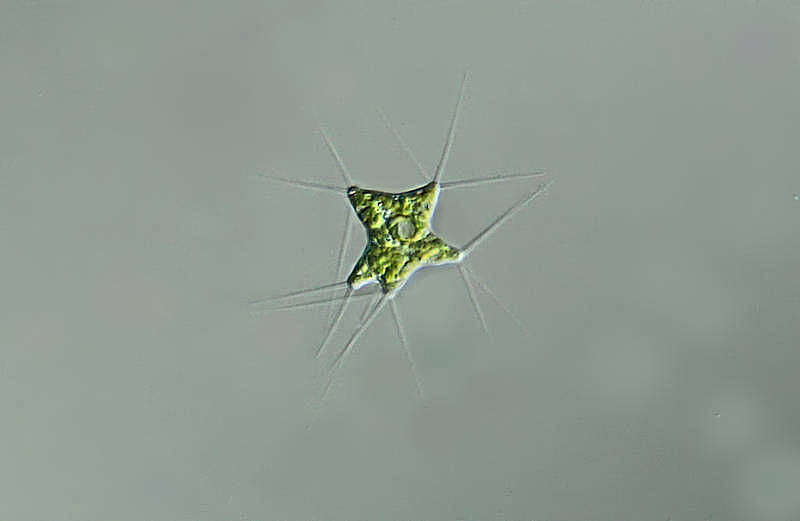 Imagem de Polyedriopsis spinulosa