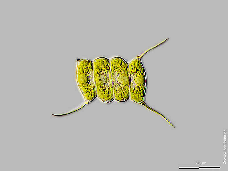 Desmodesmus communis resmi