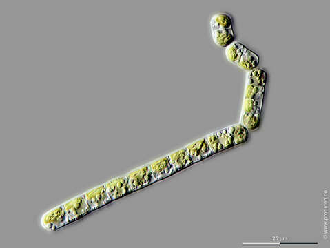 Image of Klebsormidium dissectum