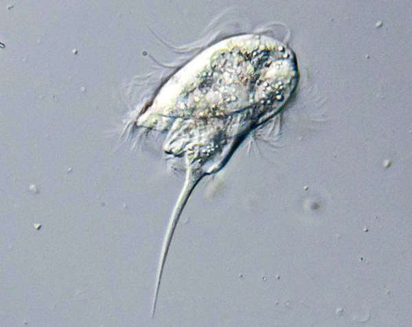 Image of Caenomorpha medusula