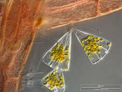 Image of Licmophora juergensii