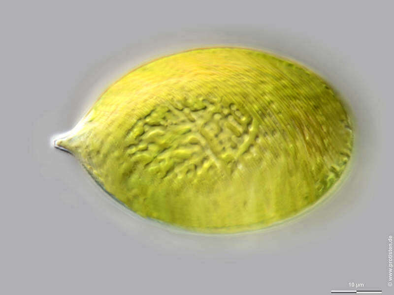 Image of Lepocinclis ovum