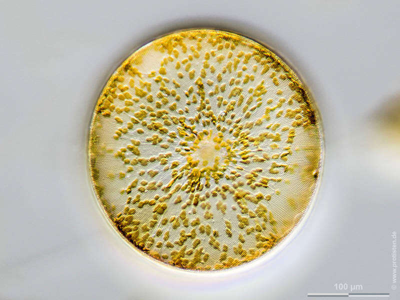 Imagem de Coscinodiscus concinnus