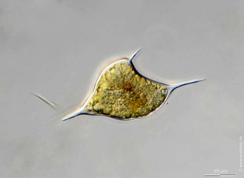 Image of Ceratium furcoides