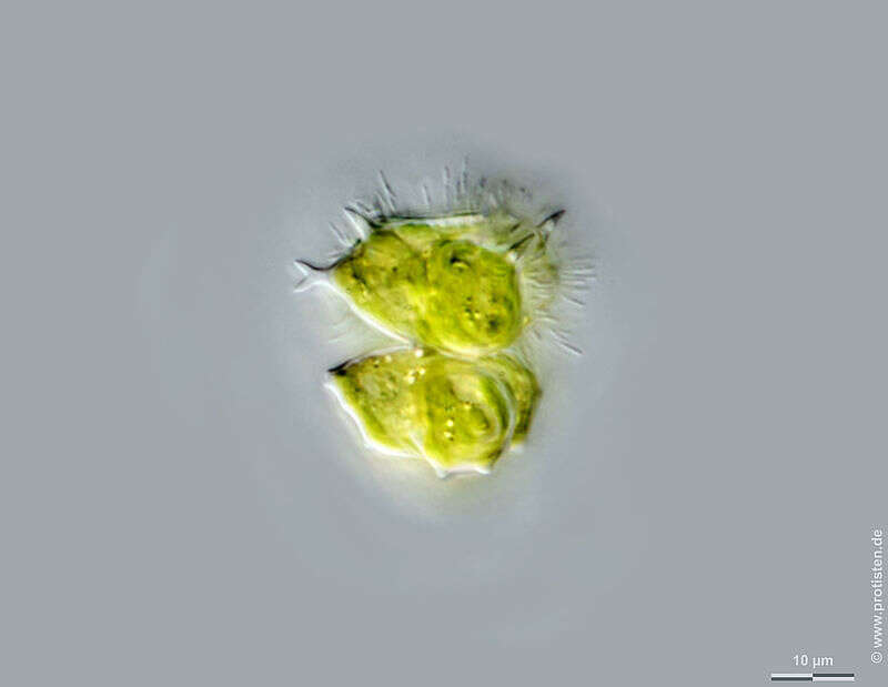 Image of Staurastrum furcatum Brébisson 1856