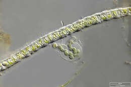 Image of Microspora irregularis (West & G. S. West) Wichmann 1937