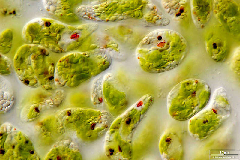 Image of Euglena gracilis