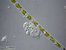 Imagem de <i>Ephydatia fluviatilis</i>