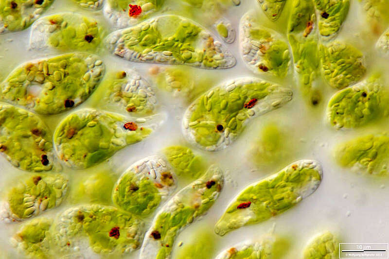 Image of Euglena gracilis