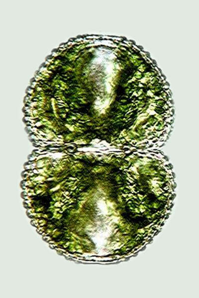 Imagem de Cosmarium tetraophthalmum