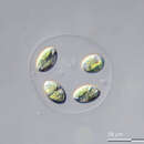 Image of Oocystis lacustris