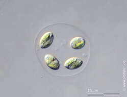 Image of Oocystis lacustris