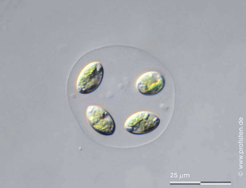 Image of Oocystis lacustris