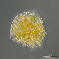 Image of Vampyrella lateritia