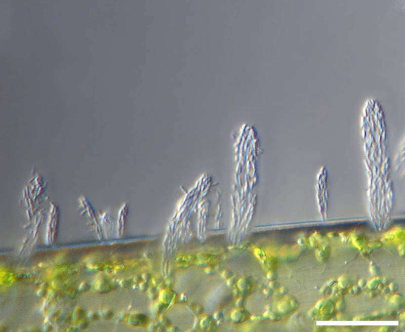 Image of Zoogloea ramigera