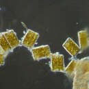 Image of Rhabdonema arcuatum