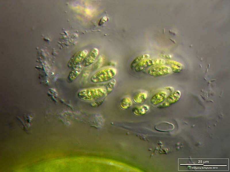 Image of Coccomyxa confluens