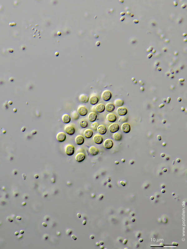 Image of Chroococcus dispersus