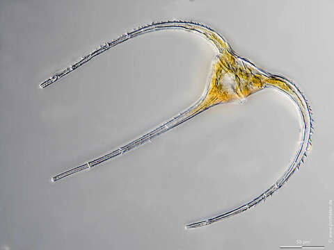 Image of Tripos horridus