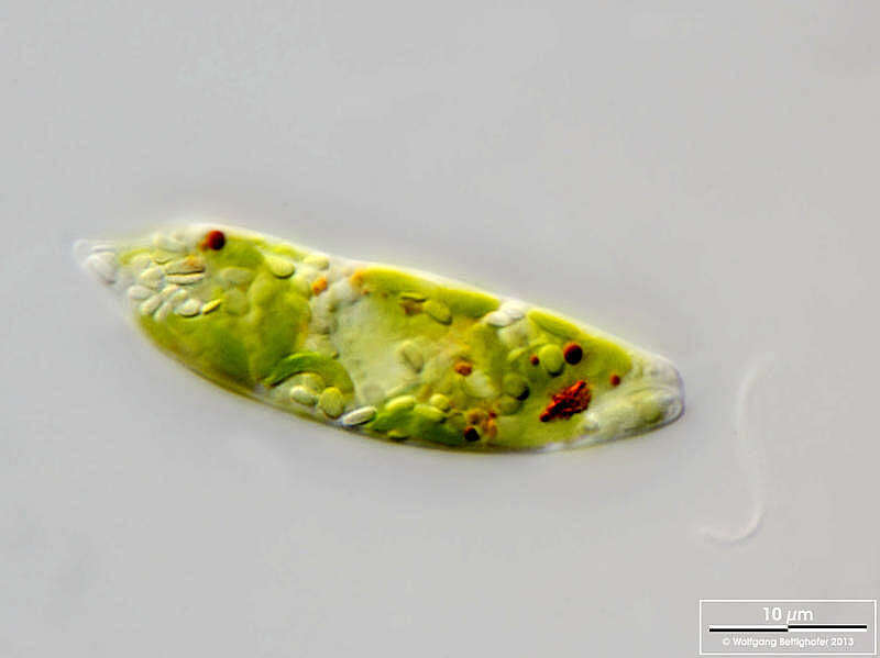 Image of Euglena gracilis