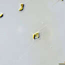 Image of Attheya septentrionalis