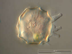 Image of Arcella hemisphaerica