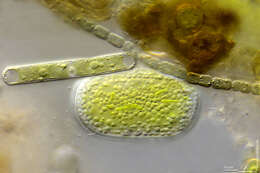 Imagem de Cylindrocystis crassa