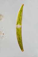 Image of Closterium costatum Corda ex Ralfs 1848