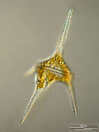 Image of Ceratium hirundinella
