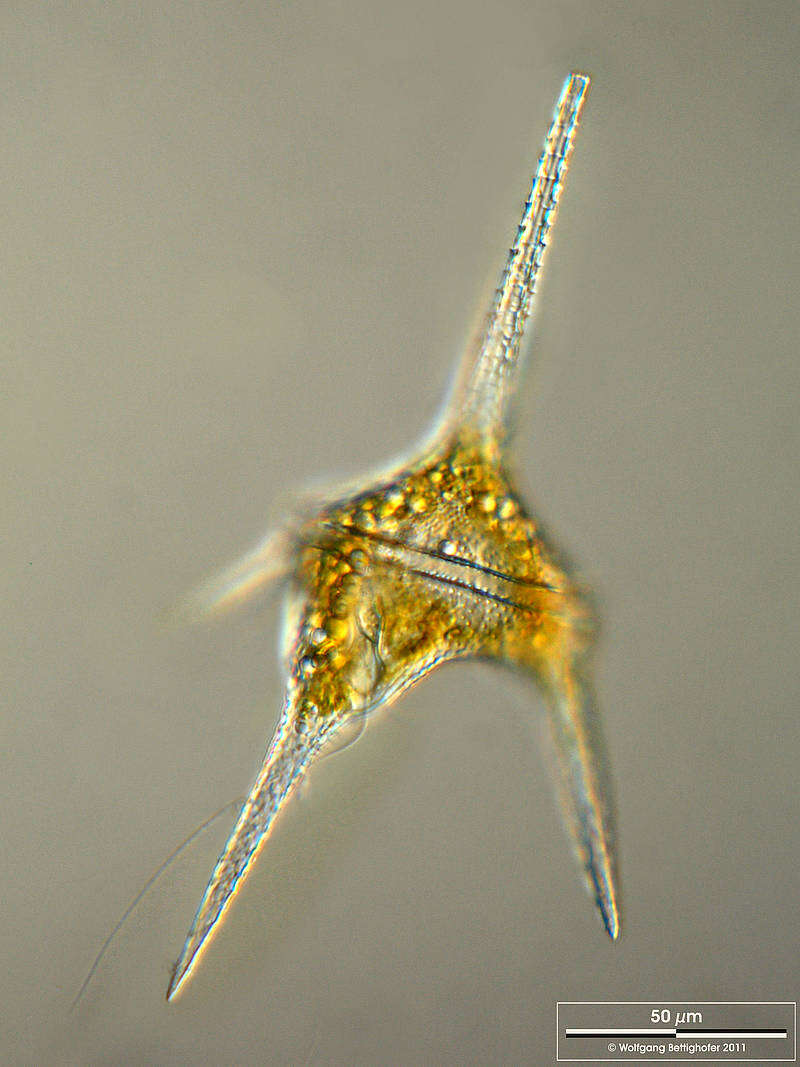 Image of Ceratium hirundinella