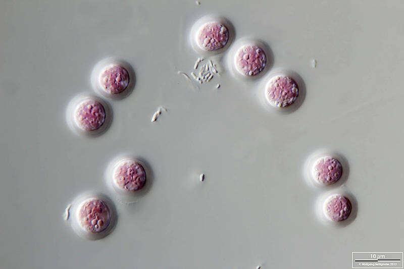 Image of Porphyridium purpureum