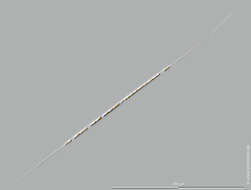 Image of Rhizosolenia setigera