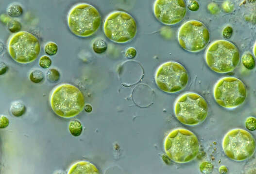 Image of Auxenochlorella