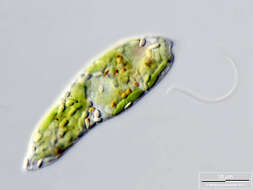 Image of Euglena gracilis